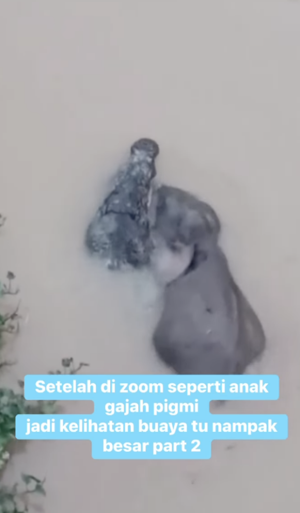 Tular Di Media Sosial, Buaya Heret Anak Gajah Di Sungai Kinabatangan Tarik Perhatian Ramai